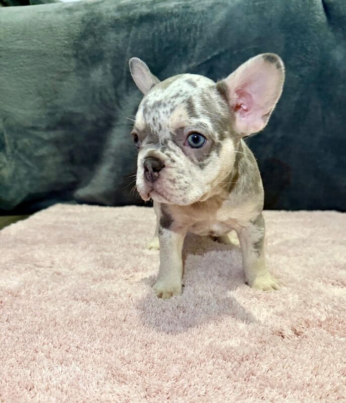 French Bulldogs puppies Can\'t miss out for sale in Forest Gate, Greater London