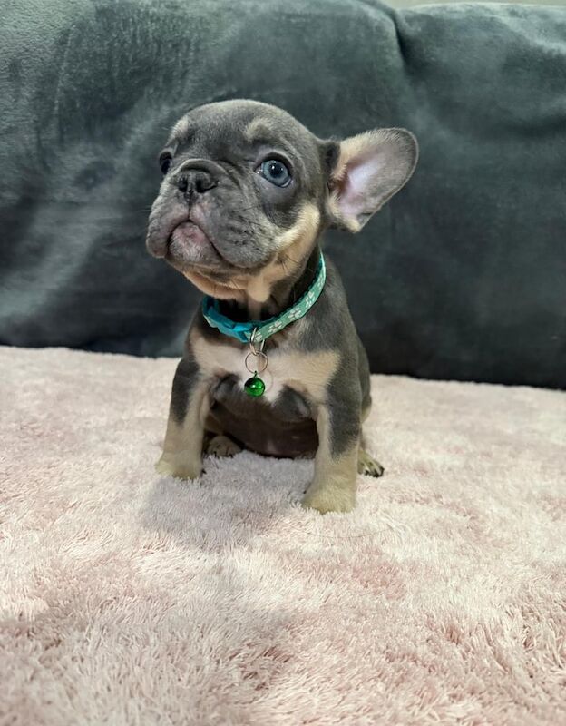 French Bulldogs puppies Can't miss out for sale in Surrey Quays, Greater London