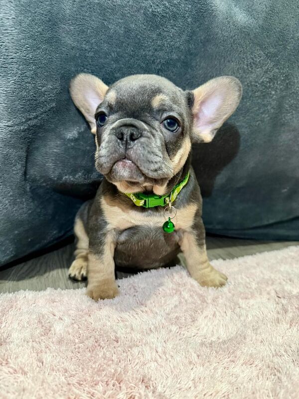 French Bulldogs puppies Can't miss out for sale in Surrey Quays, Greater London - Image 3