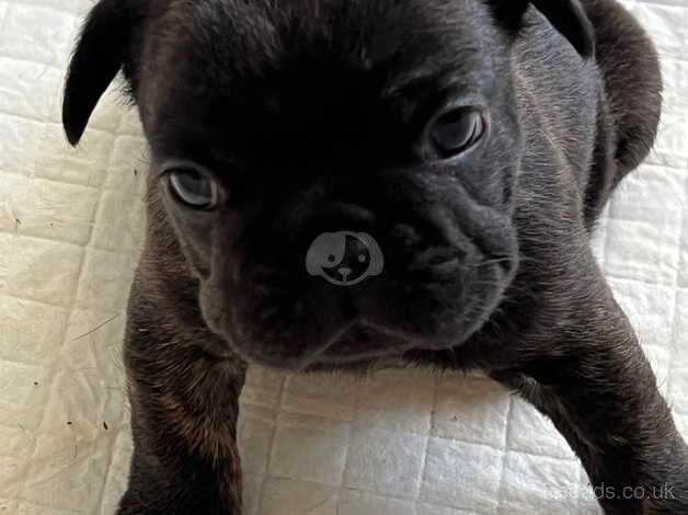 French bulldogs puppy for sale in Prestwick, South Ayrshire