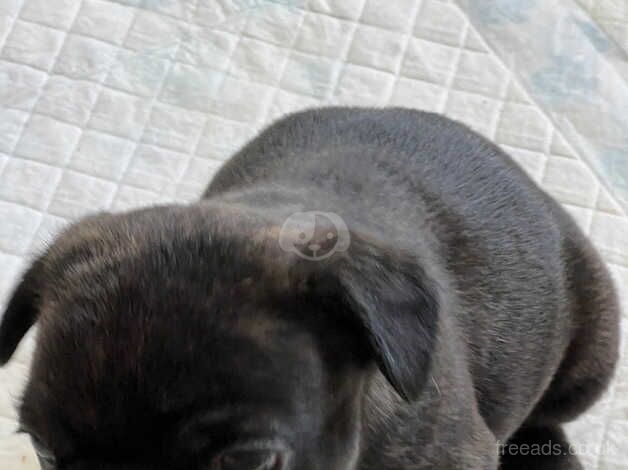 French bulldogs puppy for sale in Prestwick, South Ayrshire - Image 2