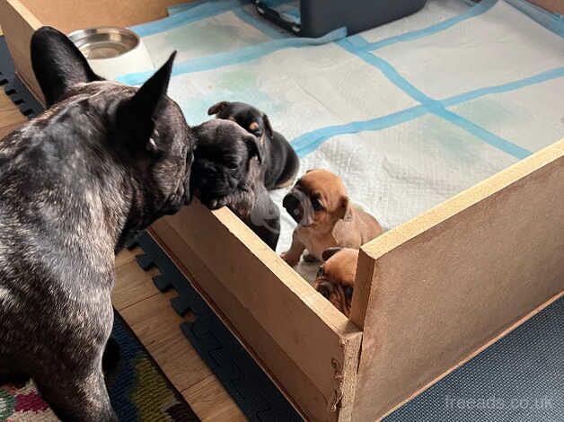 French bulldogs puppy for sale in Prestwick, South Ayrshire - Image 4