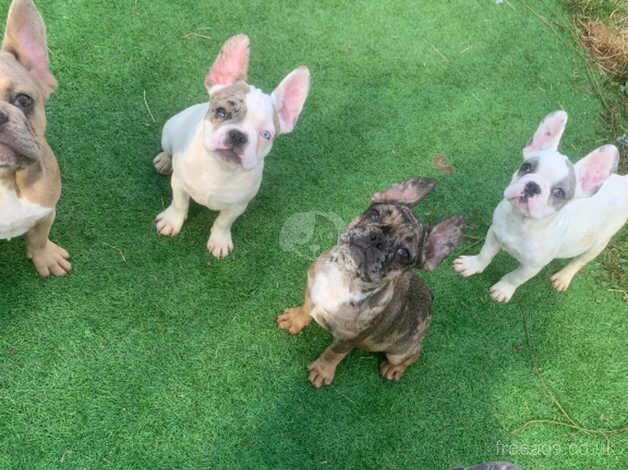 French bulldogs ready now! for sale in Stevenage, Hertfordshire