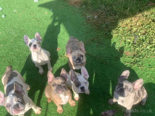 French bulldogs ready now! for sale in Stevenage, Hertfordshire - Image 4