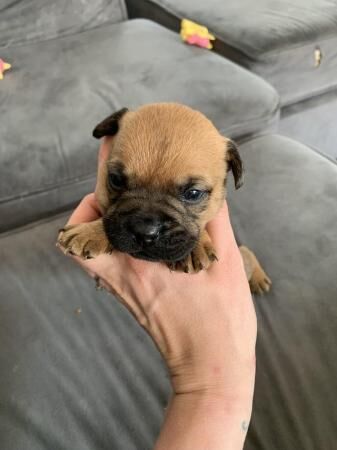 FRENCH PATTERDALE TERRIER for sale in Liverpool, Merseyside