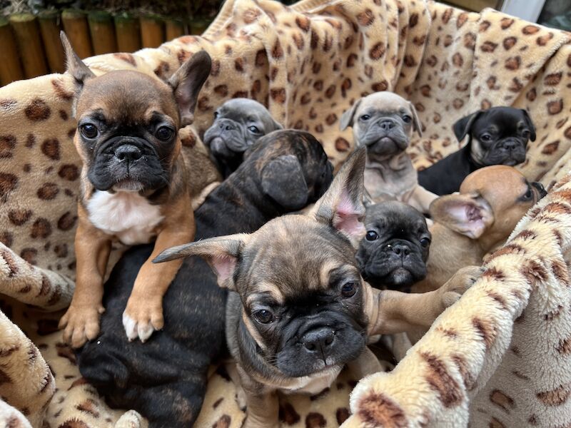 French Puppies Extravaganza: READY NOW 💝 for sale in Preston, Lancashire