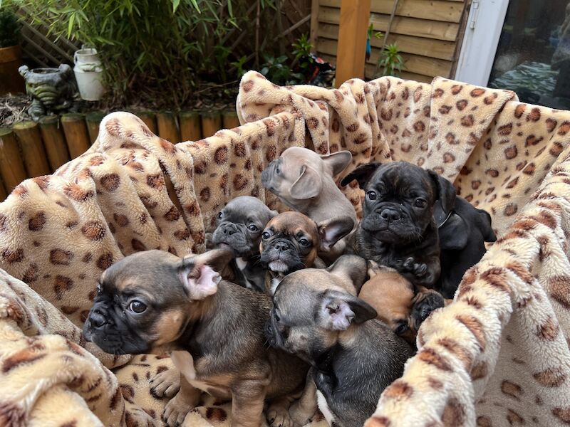 French Puppies Extravaganza: READY NOW 💝 for sale in Preston, Lancashire - Image 2