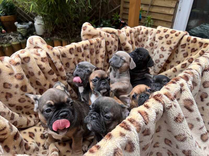 French Puppies Extravaganza: READY NOW 💝 for sale in Preston, Lancashire - Image 3