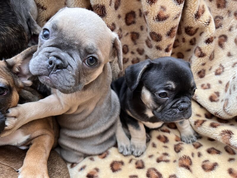 French Puppies Extravaganza: READY NOW 💝 for sale in Preston, Lancashire - Image 4