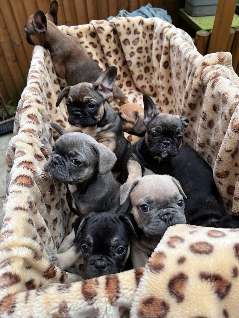 French Puppies Extravaganza: READY NOW 💝 for sale in Preston, Lancashire - Image 5