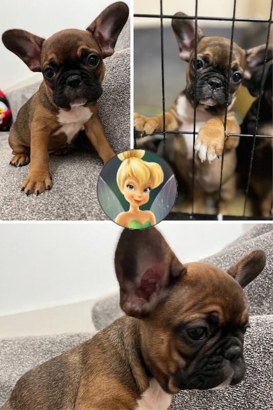 French Puppies Extravaganza: READY NOW 💝 for sale in Preston, Lancashire - Image 7