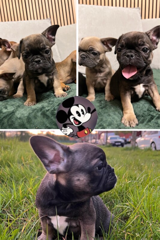 French Puppies Extravaganza: READY NOW 💝 for sale in Preston, Lancashire - Image 10