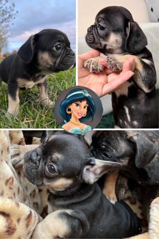 French Puppies Extravaganza: READY NOW 💝 for sale in Preston, Lancashire - Image 11