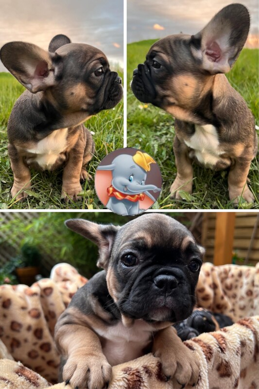 French Puppies Extravaganza: READY NOW 💝 for sale in Preston, Lancashire - Image 13