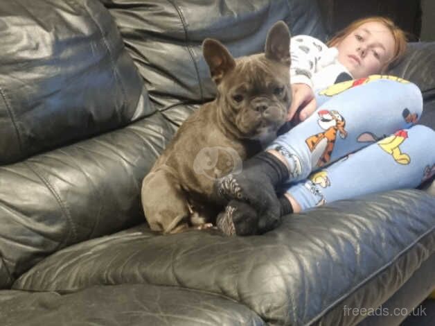 Frenchbull dog for sale in Cambridge, Scottish Borders - Image 2