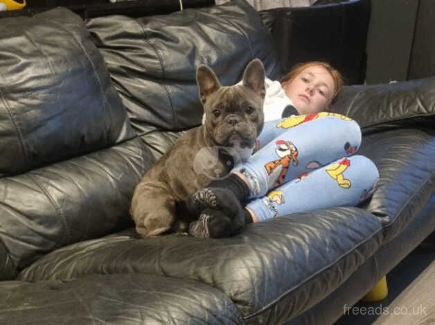 Frenchbull dog for sale in Cambridge, Scottish Borders - Image 3