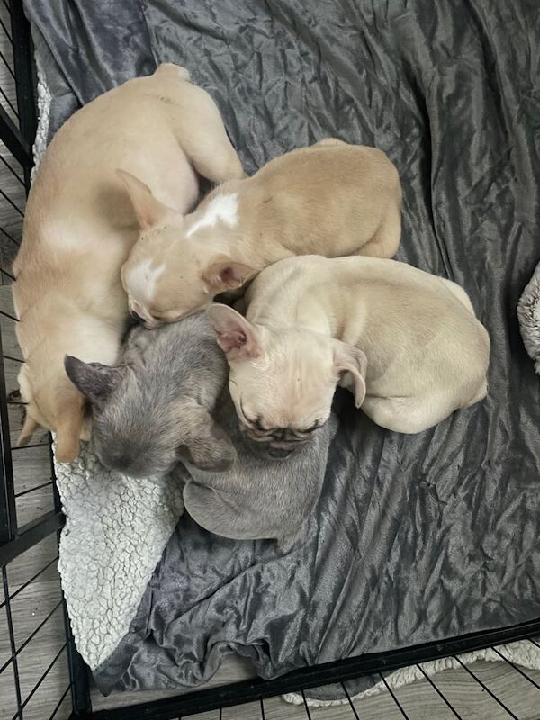 Frenchbulldog puppies for sale in Luton, Bedfordshire