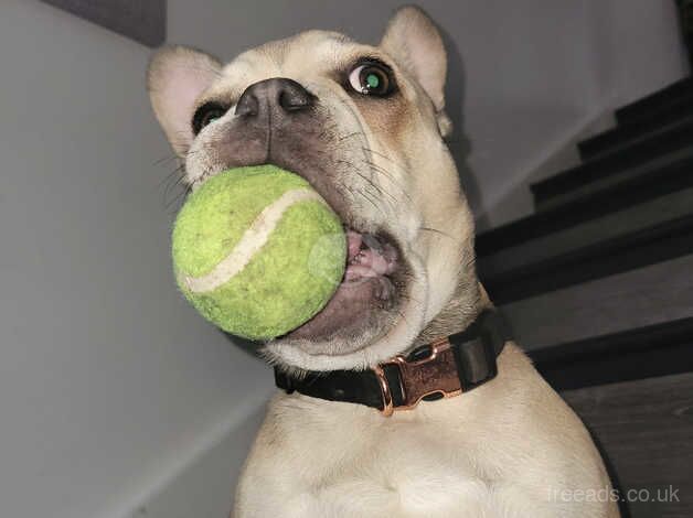 Frenchie boy 7 months for sale in Worcestershire - Image 1