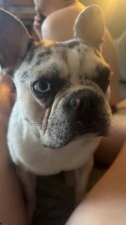 Frenchie boy needs new home for sale in Manchester, Greater Manchester - Image 2