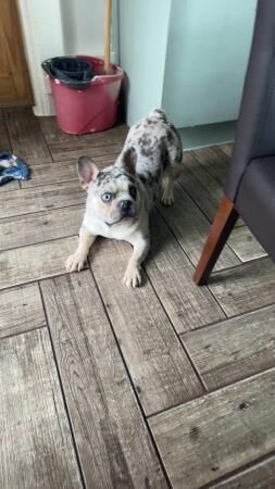 Frenchie boy needs new home for sale in Manchester, Greater Manchester - Image 3