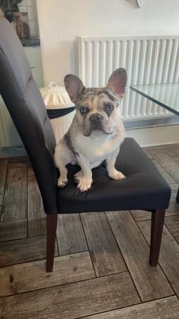 Frenchie boy needs new home for sale in Manchester, Greater Manchester - Image 4