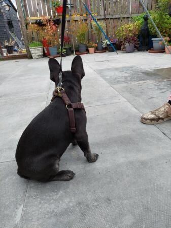 Frenchie bulldog blue and brindle points for sale in Alloa, Clackmannanshire