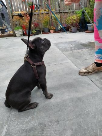 Frenchie bulldog blue and brindle points for sale in Alloa, Clackmannanshire - Image 2