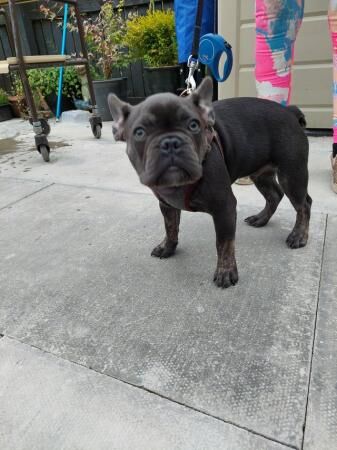 Frenchie bulldog blue and brindle points for sale in Alloa, Clackmannanshire - Image 3