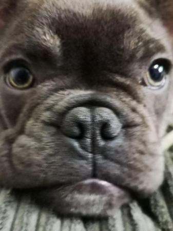 Frenchie bulldog blue and brindle points for sale in Alloa, Clackmannanshire - Image 4