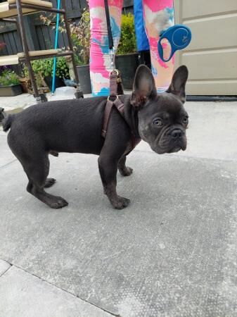 Frenchie bulldog blue and brindle points for sale in Alloa, Clackmannanshire - Image 5