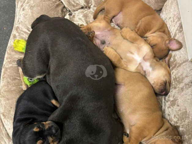 Frenchie cross jack Russell pups for sale in Haverfordwest/Hwlffordd, Pembrokeshire - Image 5