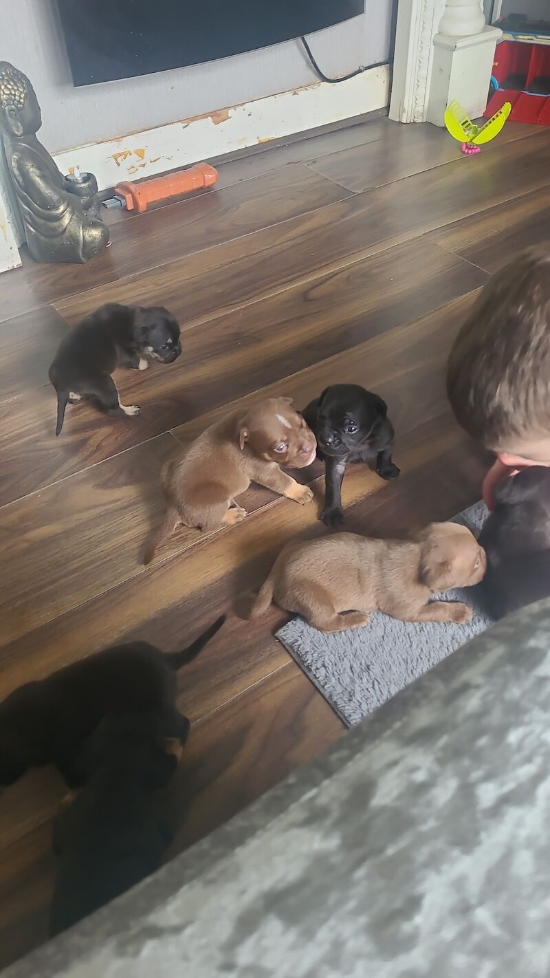 Frenchie cross pocket bully for sale in Widnes, Cheshire