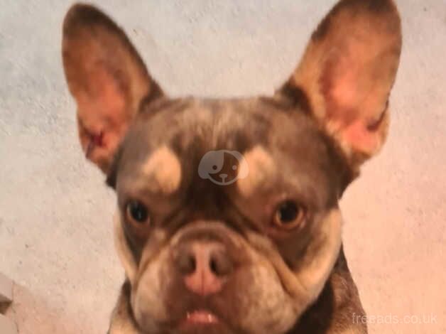 Frenchie female for sale in Tonypandy, Rhondda Cynon Taf