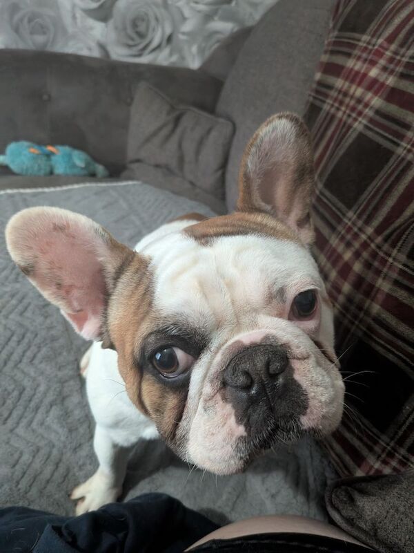 Frenchie for sale (Stanley) for sale in Mansfield, Nottinghamshire