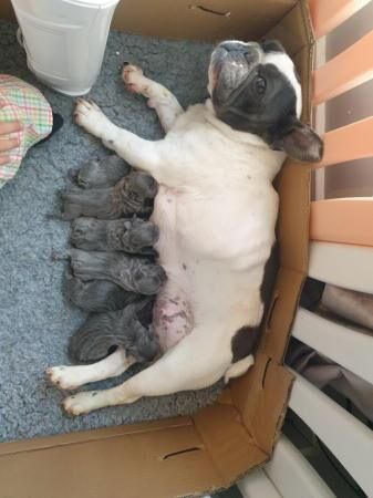 Frenchie/ French bulldog puppies for sale in Stafford, Staffordshire