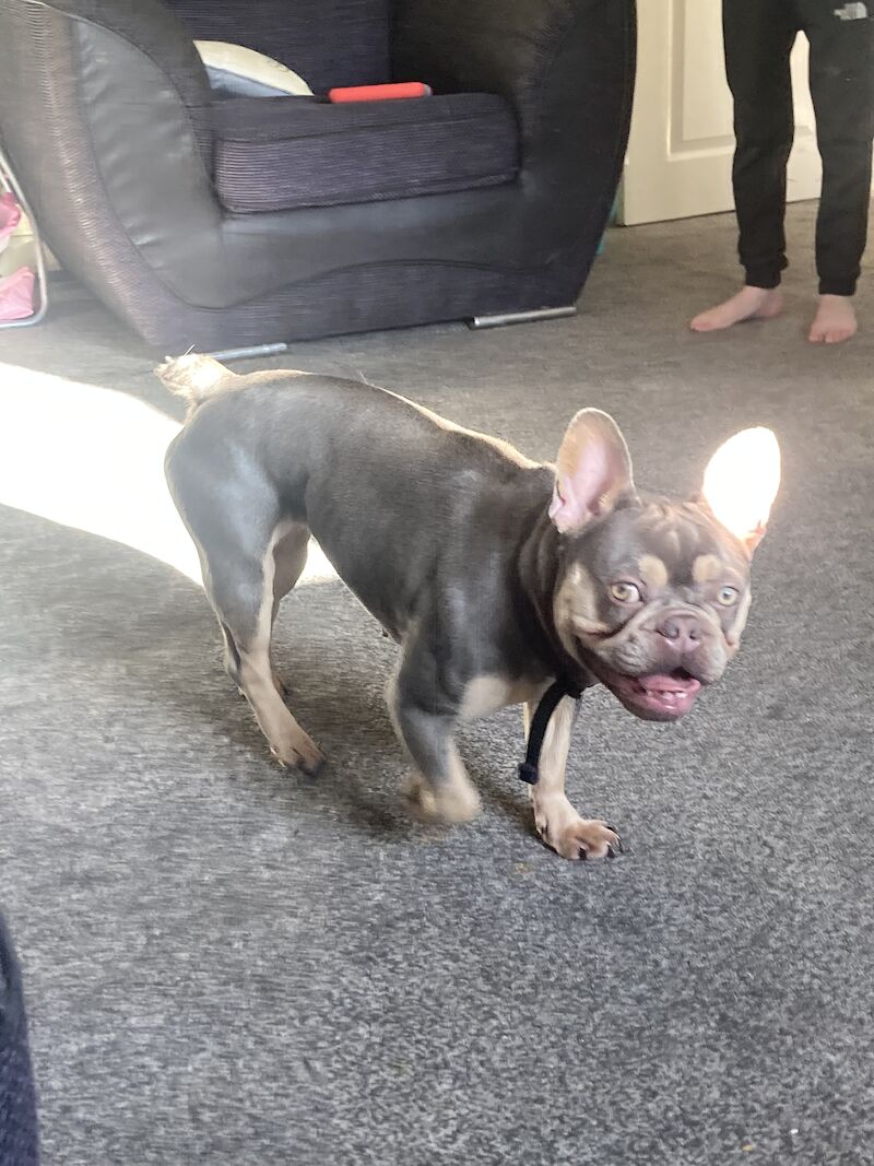 Frenchie girl for sale in Accrington, Lancashire - Image 3