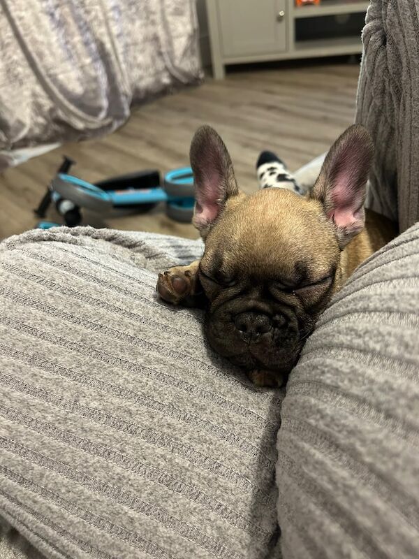 Frenchie girl for sale in Chichester, West Sussex