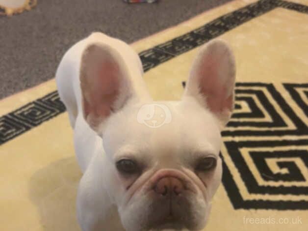 Frenchie girl for sale in Stafford, Staffordshire