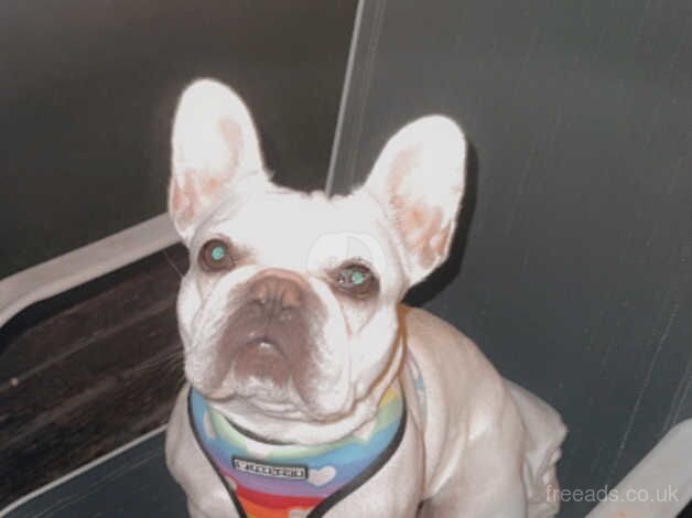 Frenchie girl for sale in Stafford, Staffordshire - Image 3