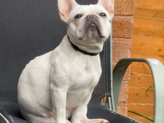 Frenchie girl for sale in Stafford, Staffordshire - Image 4