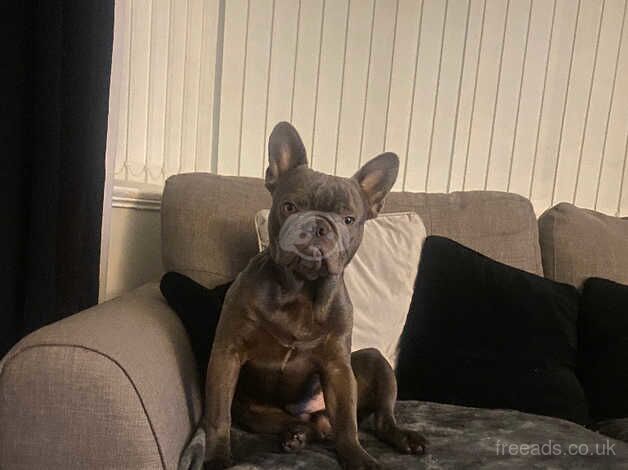 Frenchie for sale in Manchester, Greater Manchester