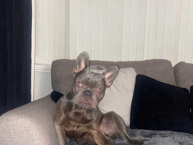 Frenchie for sale in Manchester, Greater Manchester - Image 2