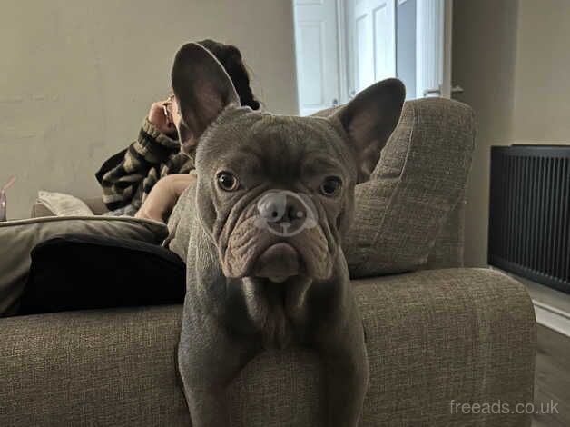 Frenchie for sale in Manchester, Greater Manchester - Image 3