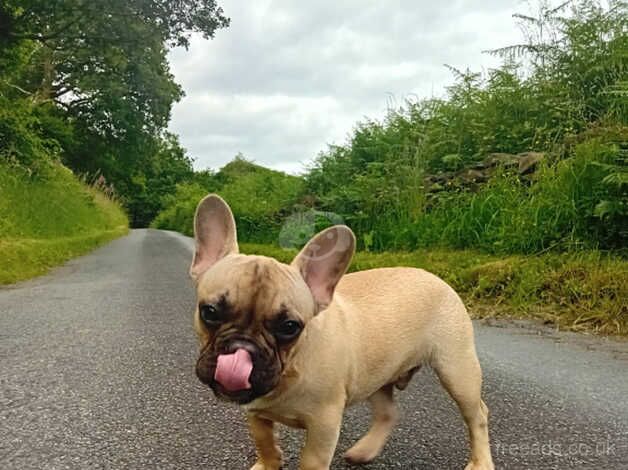 Frenchie for sale in Swansea