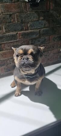 Frenchie Isabella Blue & Tan KC for sale in Camden Town, Camden, Greater London