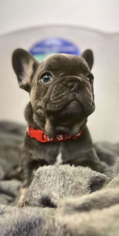 frenchie pup for sale in Middleton, West Yorkshire