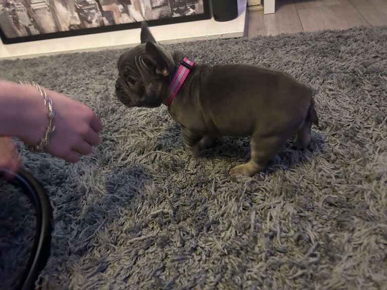 frenchie pup for sale in Middleton, West Yorkshire - Image 3