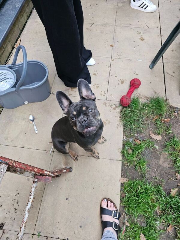 Frenchie pup for sale in St Mellons / Llaneurwg, South Glamorgan