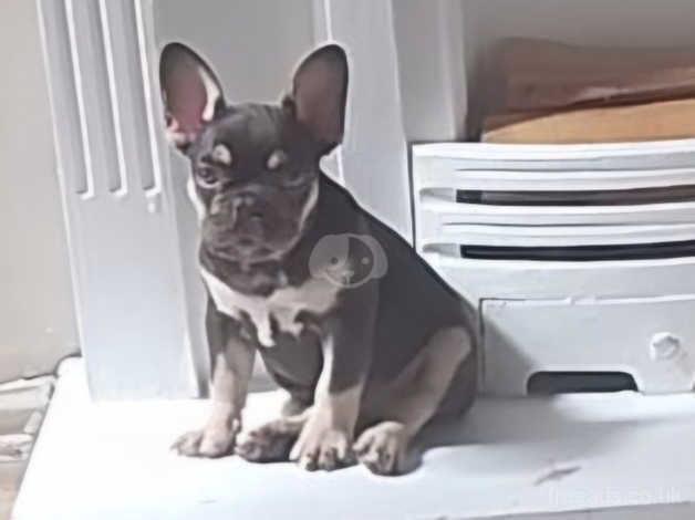 Frenchie pup bitch 15weeks for sale in Stoke-on-Trent, Staffordshire