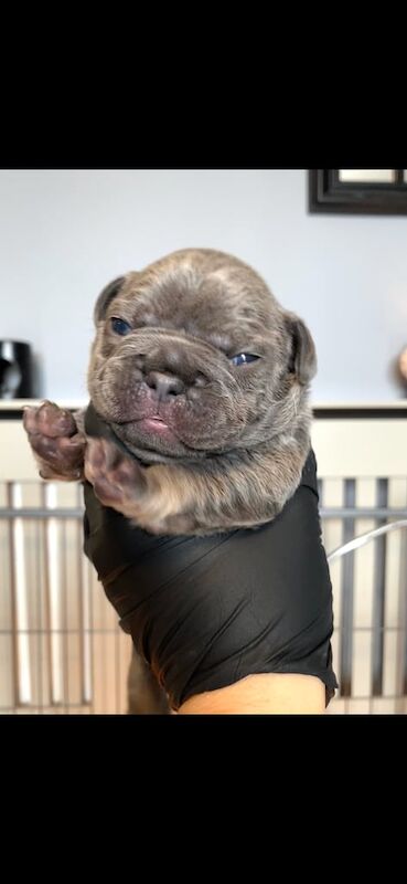 Frenchie puppies for sale in Brechin, Angus